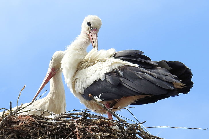 storks, stork couple, storchennest, birds, rattle stork, white stork