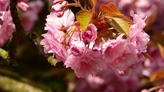 Sakura, cvet sakura, roza cvet, Pomladno, Pomladnega cvetja, cvetoče drevo, češnja