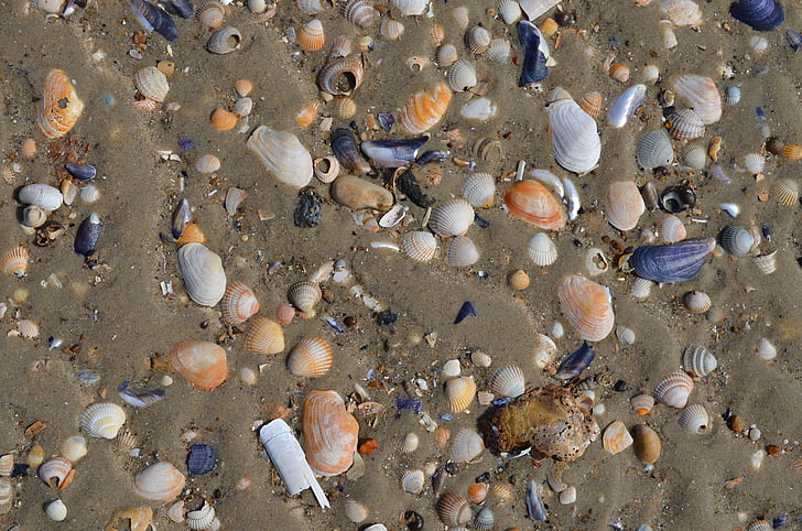 sea, shells, beach, sand, water, ocean