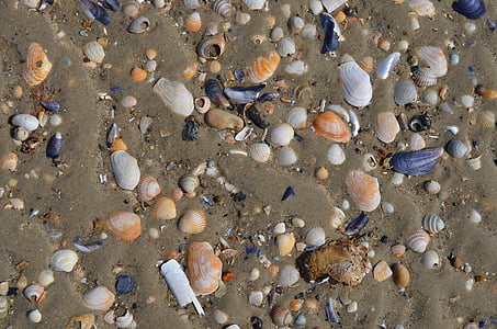 海, 贝壳, 海滩, 沙子, 水, 海洋