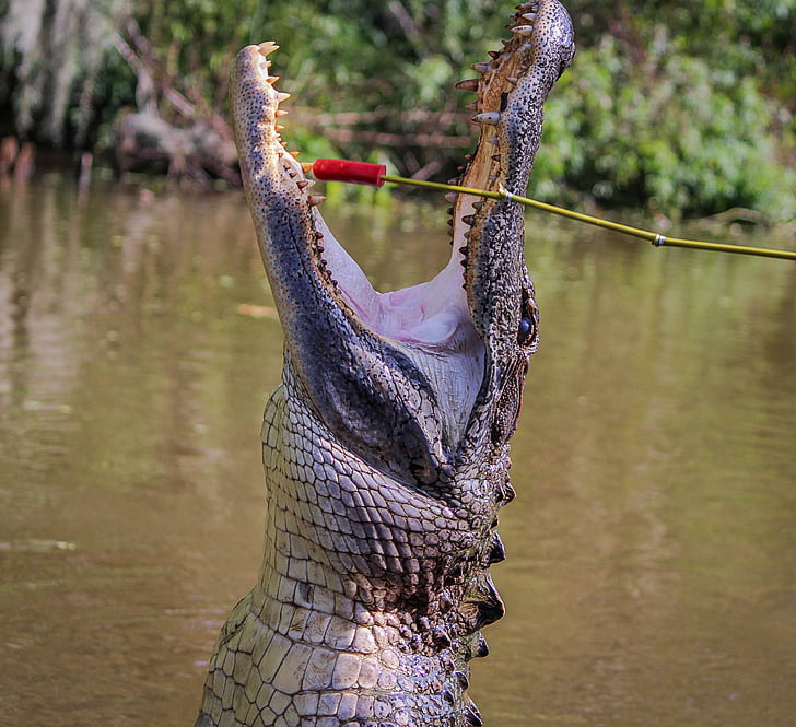 Alligator, amerikanske alligatorer, Gator, padder, Louisiana, Bayou, Predator