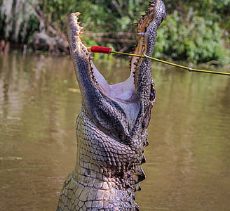 短吻鳄, 美洲鳄鱼, 鳄鱼, 两栖类动物, 路易斯安那州, 河口, 捕食者