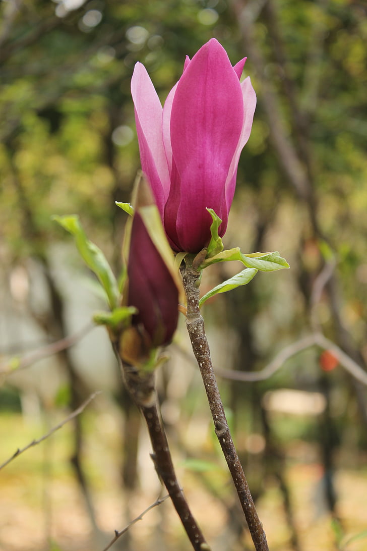 Kapok, Bud, magnolija