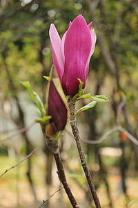 Kapok, bourgeon, Magnolia
