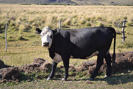 cow, animals, field, fauna, livestock, grass, calf