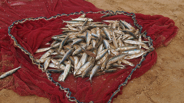 Sieć rybacka, wędkowanie, jedzenie, Fischer, Fang, Sri lanka
