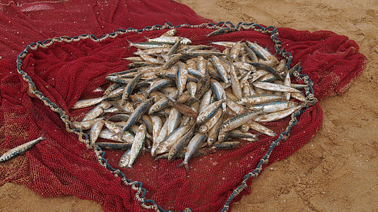 Rybářská síť, Rybaření, jídlo, Fischer, Tesák, Srí lanka