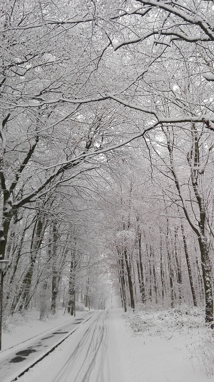 pozimi, gozd, ulica, hladno temperaturo, sneg, golo drevo, narave