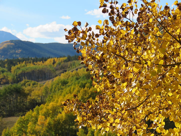 Les, podzim, listy, Příroda, krajina, strom, Kanada
