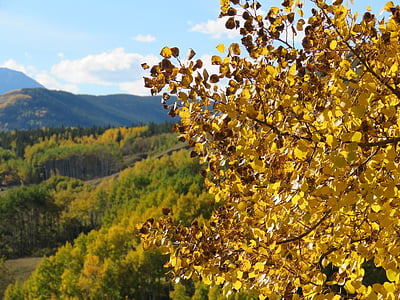 gozd, jeseni, listi, narave, krajine, drevo, Kanada