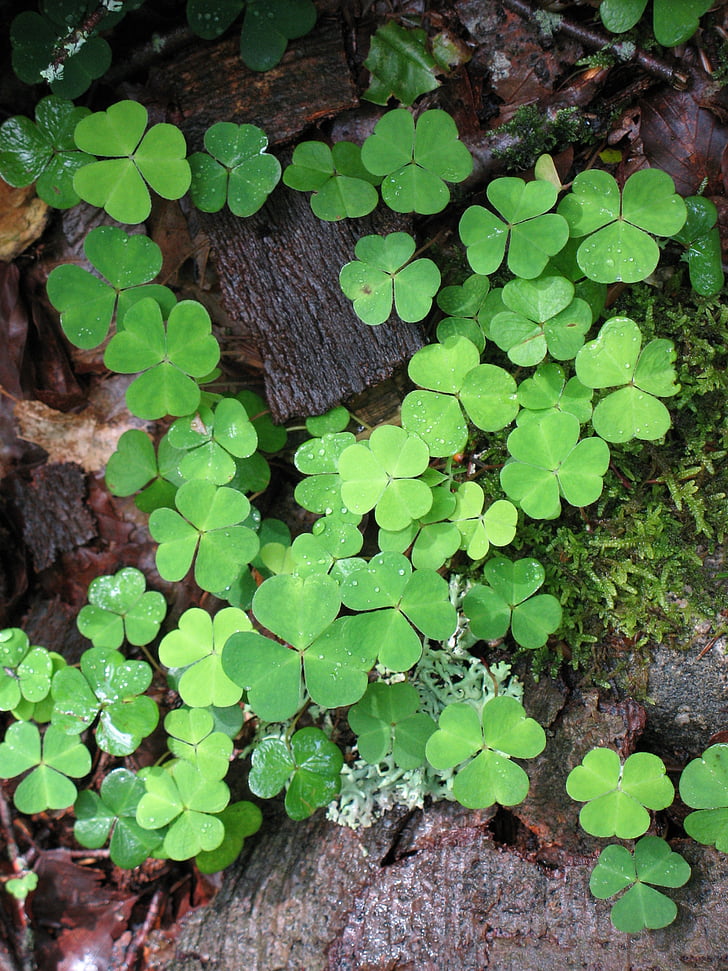klee, green, four leaf clover, lucky charm, nature, plant, forest