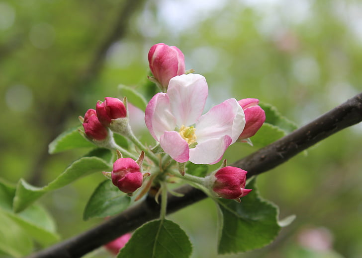 lilled, Bloom, puu, kevadel, roosa, Õunapuu, loodus