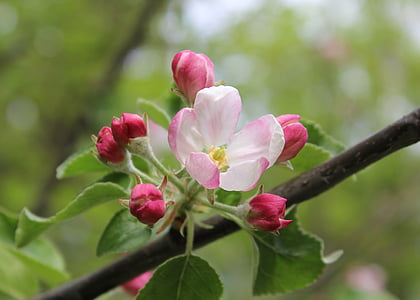gėlės, žydėti, medis, pavasarį, rožinė, obelis, Gamta