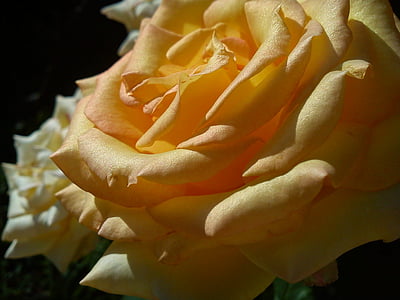 Rosa, rozes, puķe, ziedi, daba, skaistumu, dārza