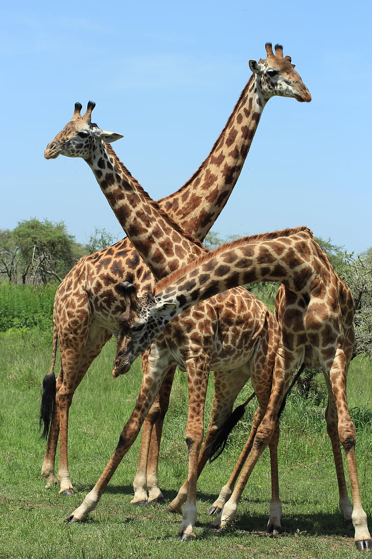 Giraffe, Tanzania, Safari, Afrika, dier, Savannah, Wild