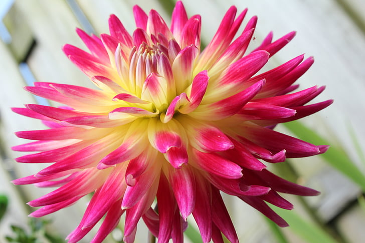flowers, bloom, garden, flower, plants, nature, summer