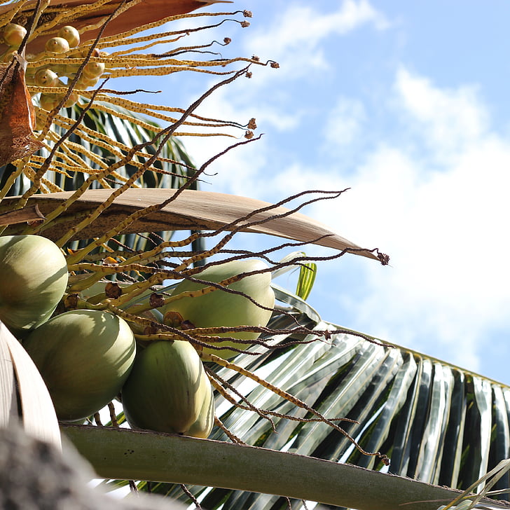 árbol de coco, naturaleza, rastro de la bici, Ruta de acceso