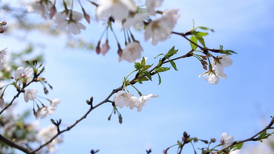 concepció artística, primavera, flor del cirerer