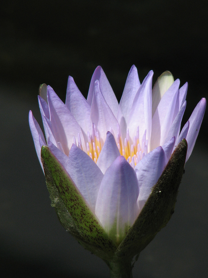 waterlily, water, lily, nature, lotus, pond, flower