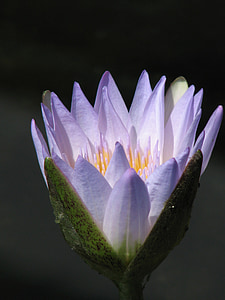 waterlily, air, Lily, alam, Lotus, Kolam, bunga