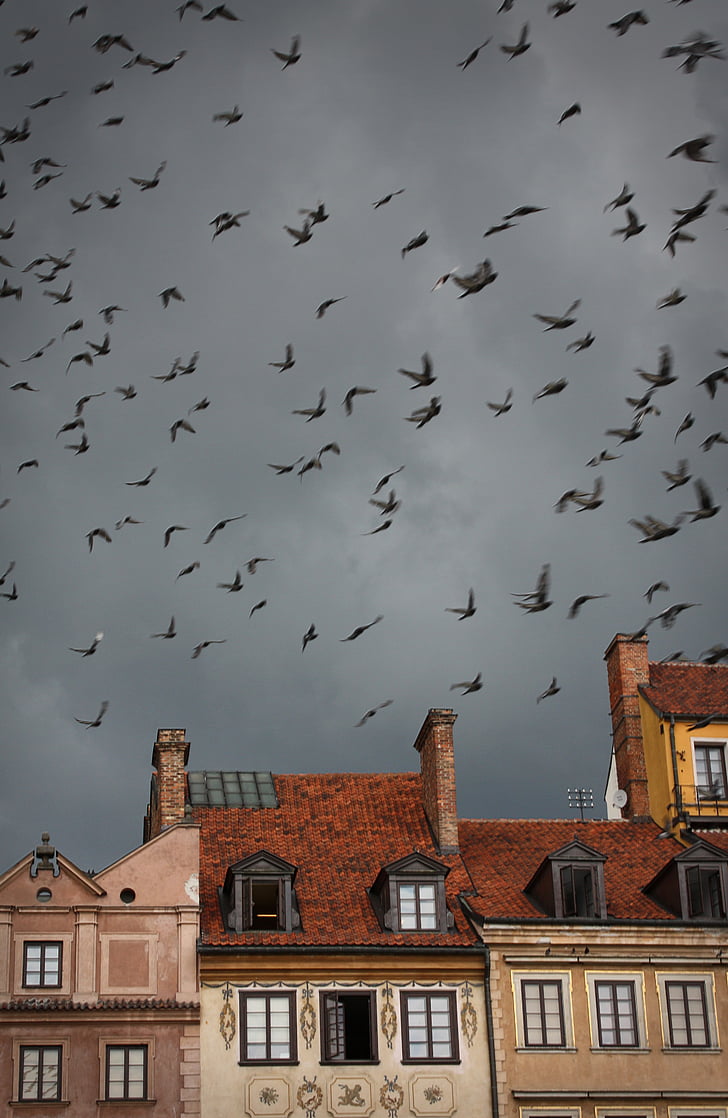 Варшава, птици, Mulet, времето, Himmel, къща, покрив