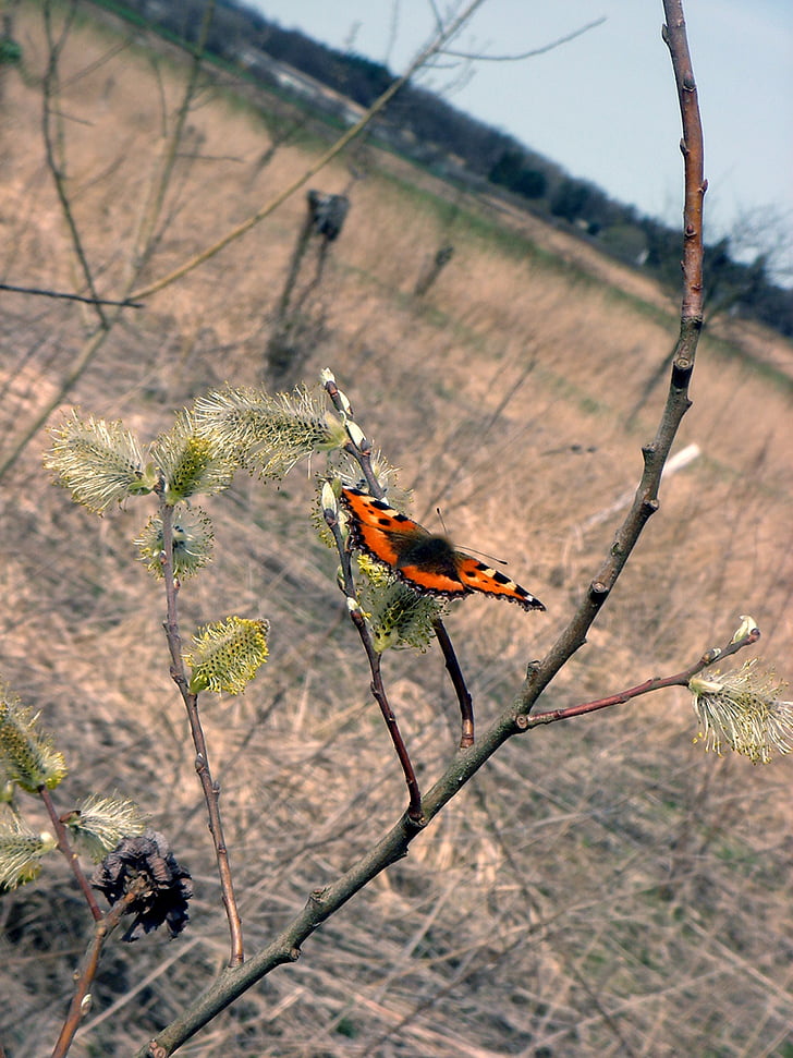 papallona, primavera, cua d'Oreneta, branca, natura, insecte