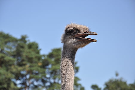 avestruz, UEM, Parque zoológico, animales, ramo de la, cabeza, pájaro