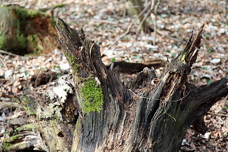 tree, root, moss, morsch, tree root, wood, forest