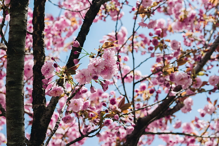 Sakura, cvijet, roza cvijet, proljeće, trešnja cvjetovi, cvijet, drvo