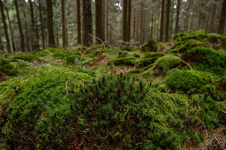 Moss, metsa, loodus, roheline, maastik, puu, looduslik