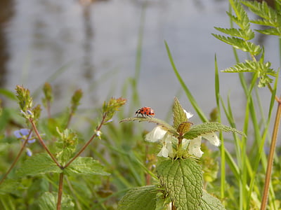 Ladybug, natur, insekt, bille, anlegget, blomst, Sommer