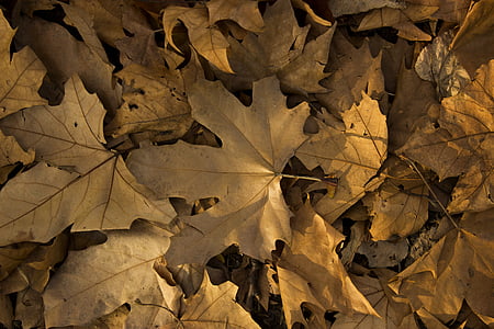 Leaf, jeseň, žltá, Sezóna, Farba, listy, rastlín