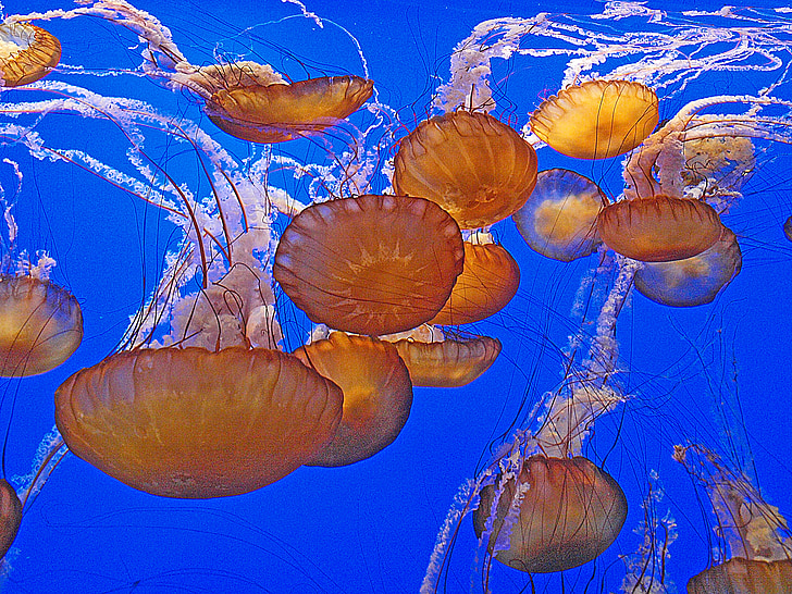 meduses, Sealife, animals, invertebrats, oceà, l'aigua, bonica
