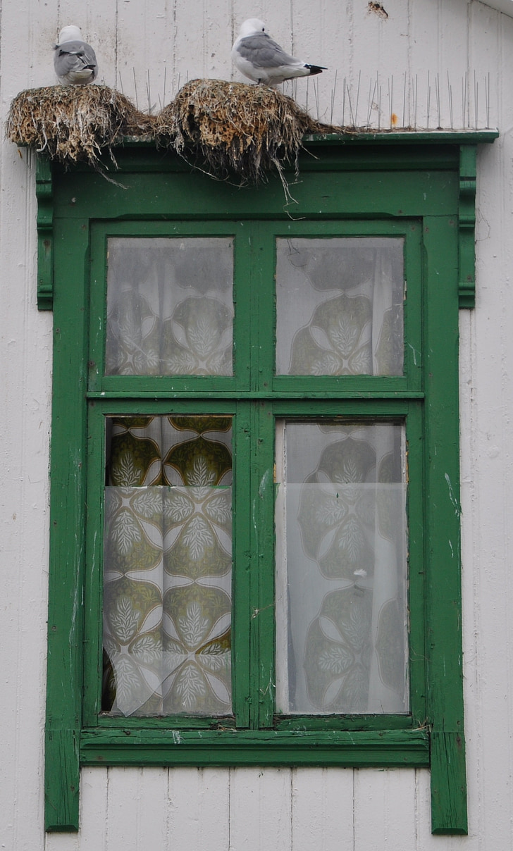 window, gulls, wooden windows, old window, architecture, green, nest