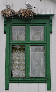 okno, Galebi, lesena okna, stara okna, arhitektura, zelena, gnezdo