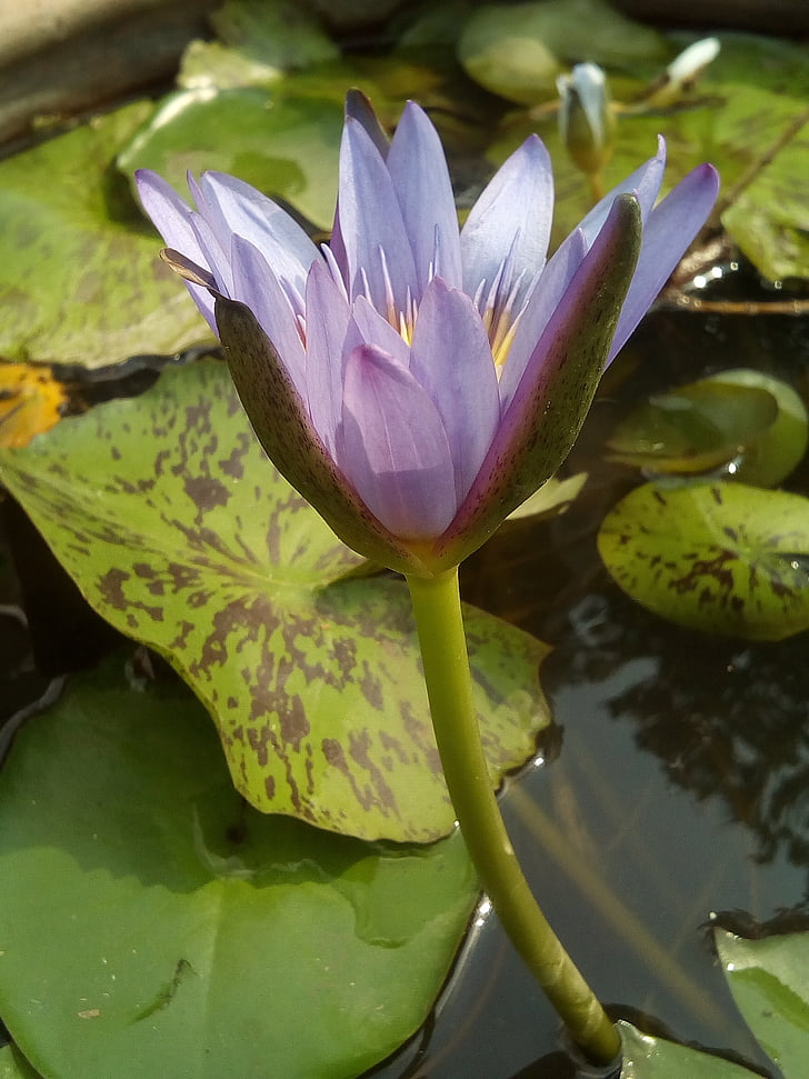 Lotusblatt, Lotus, Wasserpflanzen, Blumen, Lotus-See, lila lotus, Lotus-Becken