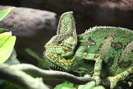 chameleon, vivarium, branch, green, pet, reptile, animal