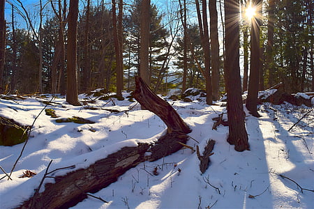 tree, snow, sunrise, forest, park, winter, nature