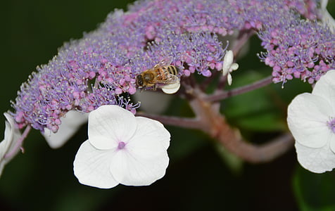 꽃, 꽃, 블 룸, 꿀벌, 정원, 여름, 곤충