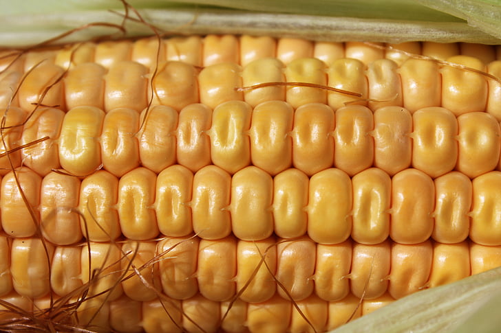 corn, pattern, agriculture, natural, crop, fresh, organic
