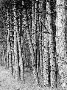 forest, autumn, branch, barks, pines, black and white