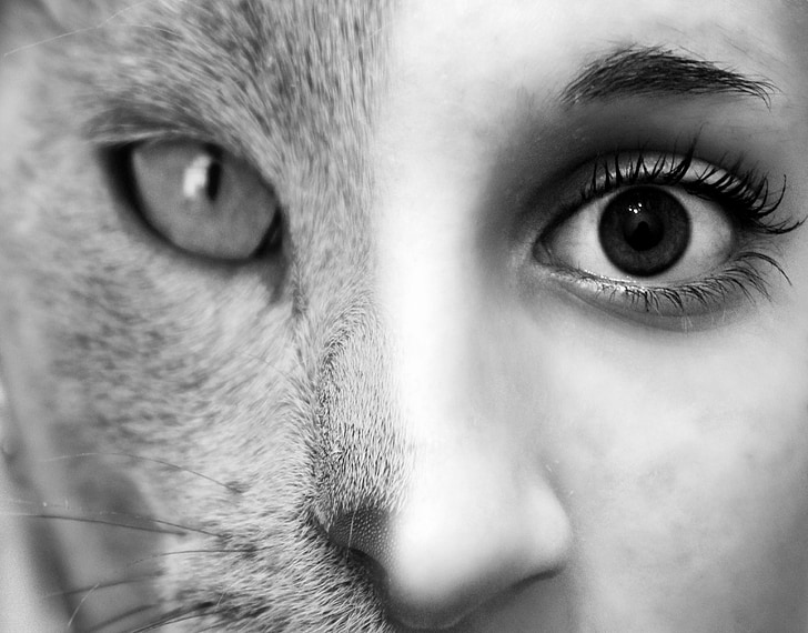 viso, gatto, donna, occhio, animale, ragazza, Photoshop