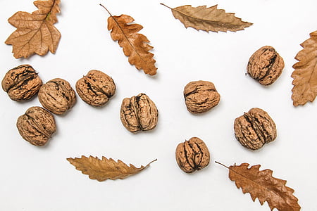 collection, dry, dry leaves, fall, leaves, nut, nutshell