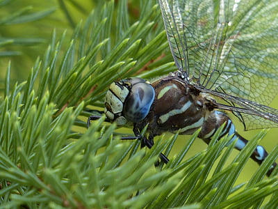 Dragonfly, blå, svart, brun, makro, huvud, insekt