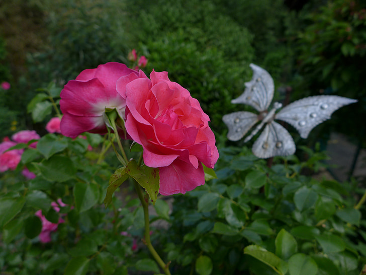 Роза, розово цвете, цветя, растителна, градински растения, флора, Градинска декорация