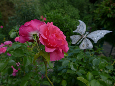 Rosa, flor rosa, flors, planta, plantes del jardí, flora, decoració jardí