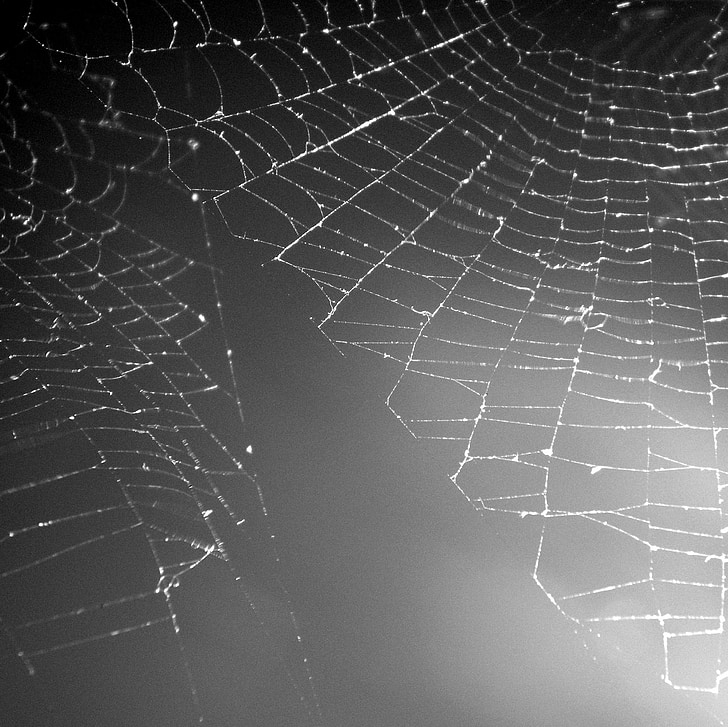 Web, abu-abu, konstruksi, jaring laba-laba, laba-laba, alam, embun
