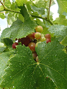 grape, cluster, leaves, rain, water, plant, drop