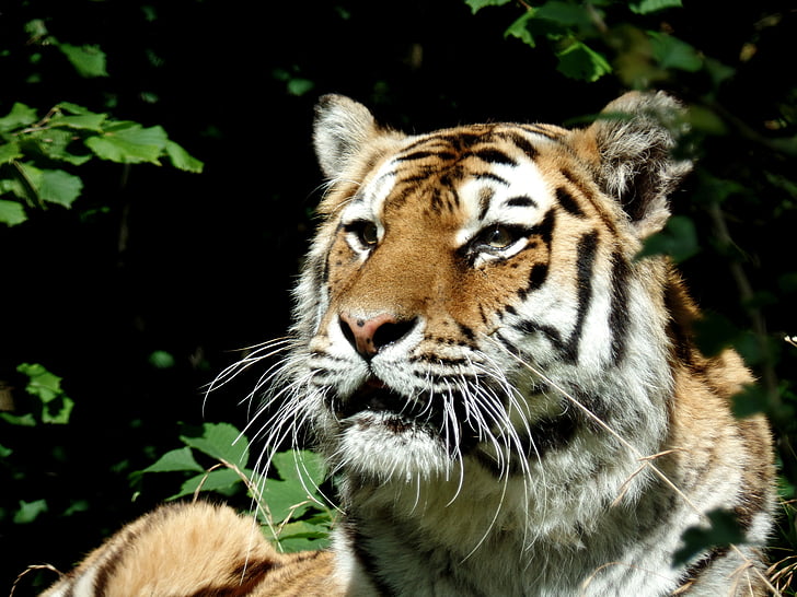 Tiger, katten, rovdyr, Park, Knuth borg, Safari park, Lukk