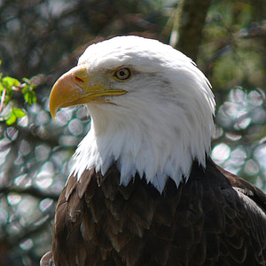 bald eagle, bird, adult, perched, nature, wildlife, predator